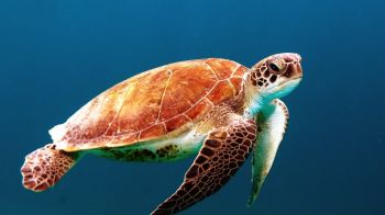 Обои 1366x768 морской житель, черепаха