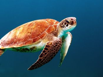 Обои 800x600 морской житель, черепаха