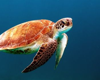 Обои 1280x1024 морской житель, черепаха