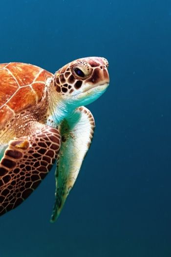 Обои 640x960 морской житель, черепаха
