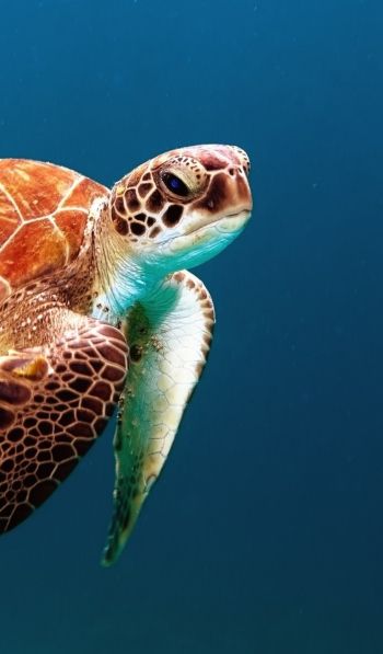 Обои 600x1024 морской житель, черепаха