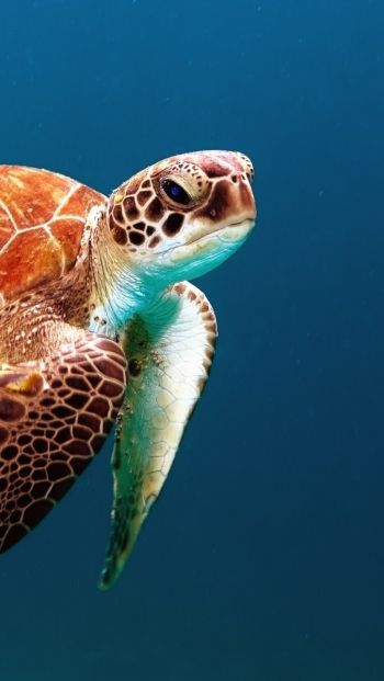 Обои 640x1136 морской житель, черепаха