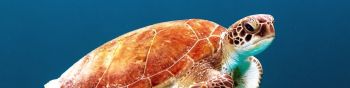 sea dweller, turtle Wallpaper 1590x400