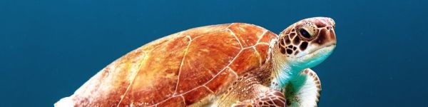 sea dweller, turtle Wallpaper 1590x400