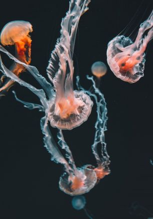 Обои 1668x2388 медузы, морские обитатели