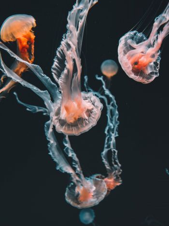 Обои 1620x2160 медузы, морские обитатели