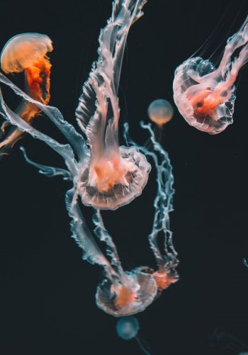 Обои 1668x2388 медузы, морские обитатели