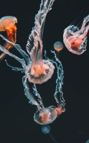 jellyfish, marine life Wallpaper 1752x2800