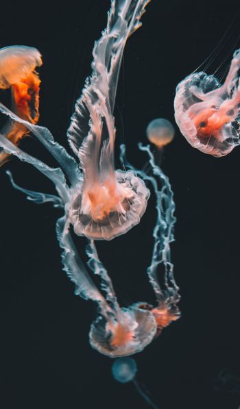 Обои 600x1024 медузы, морские обитатели