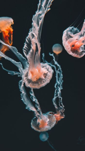 Обои 640x1136 медузы, морские обитатели