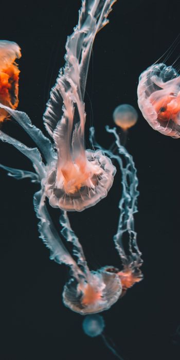 Обои 720x1440 медузы, морские обитатели