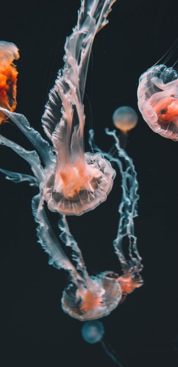 Обои 1440x2960 медузы, морские обитатели