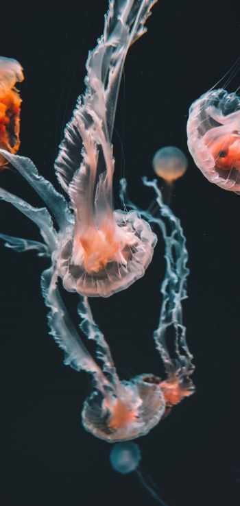 Обои 1440x3040 медузы, морские обитатели