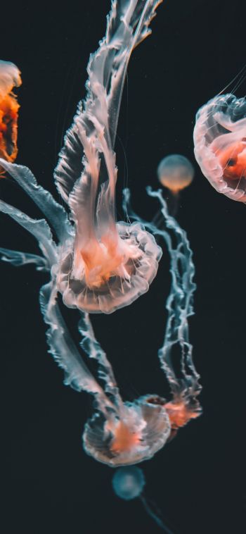 jellyfish, marine life Wallpaper 1080x2340