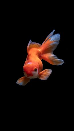 fish, underwater Wallpaper 640x1136