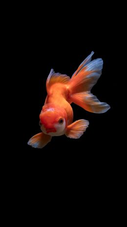 fish, underwater Wallpaper 720x1280