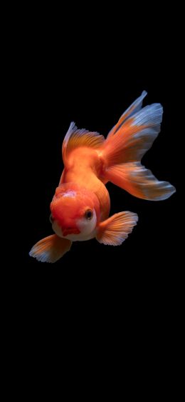 fish, underwater Wallpaper 1080x2340