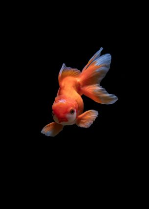 fish, underwater Wallpaper 5142x7242