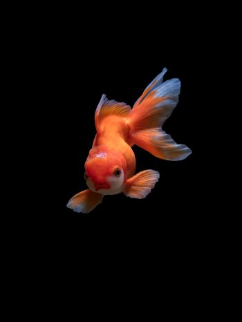 fish, underwater Wallpaper 1620x2160