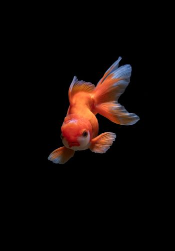 fish, underwater Wallpaper 1668x2388