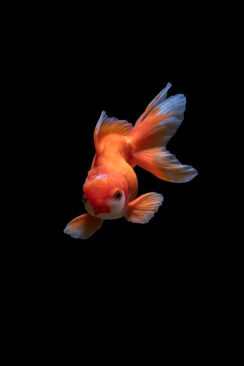 fish, underwater Wallpaper 640x960