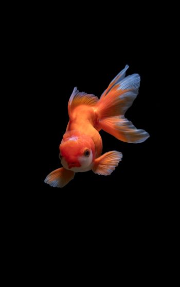 fish, underwater Wallpaper 1752x2800