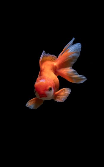 fish, underwater Wallpaper 1200x1920