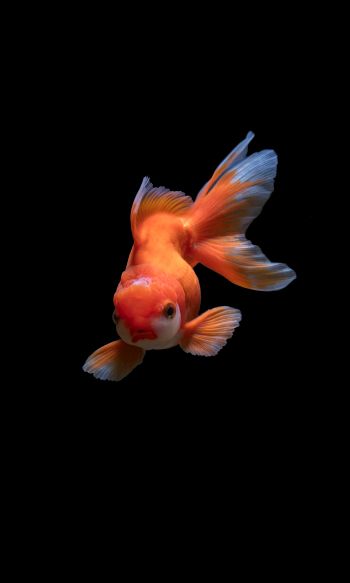 fish, underwater Wallpaper 1200x2000