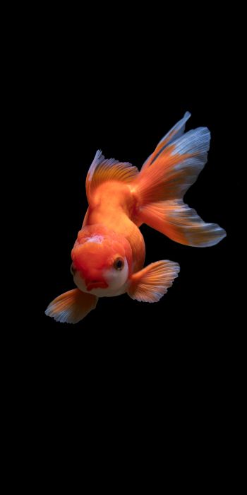fish, underwater Wallpaper 720x1440