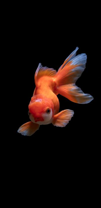 fish, underwater Wallpaper 1440x2960
