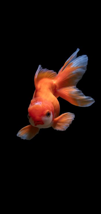 fish, underwater Wallpaper 1440x3040