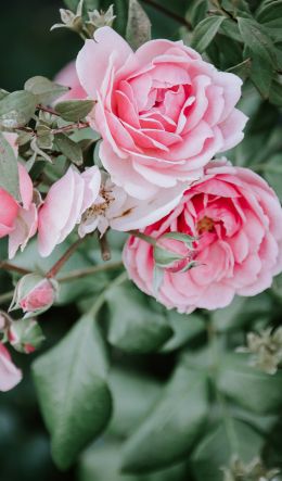 pink roses, roses Wallpaper 600x1024