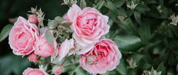pink roses, roses Wallpaper 2560x1080