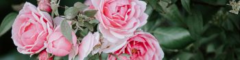 pink roses, roses Wallpaper 1590x400