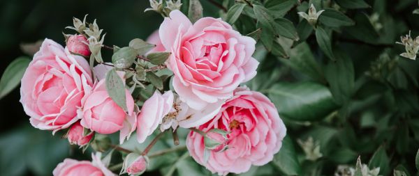 pink roses, roses Wallpaper 2560x1080