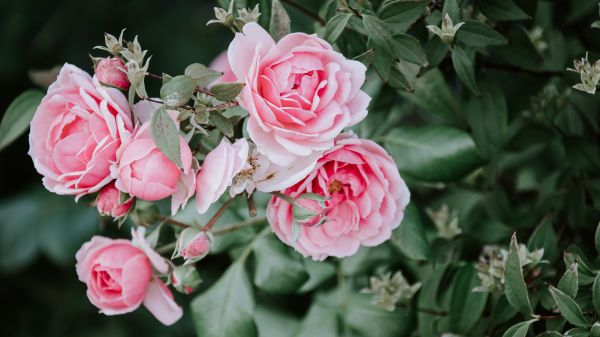 pink roses, roses Wallpaper 1366x768