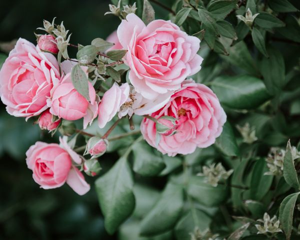 pink roses, roses Wallpaper 1280x1024