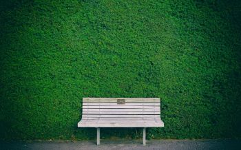 bench, hedge, green Wallpaper 2560x1600