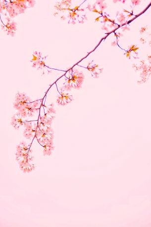 bloom, petals Wallpaper 3264x4896
