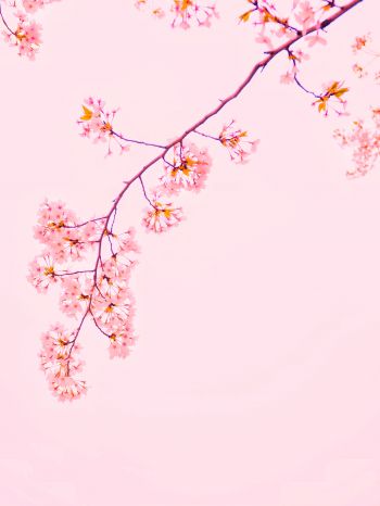 bloom, petals Wallpaper 1620x2160