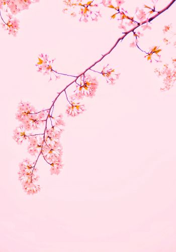 bloom, petals Wallpaper 1668x2388