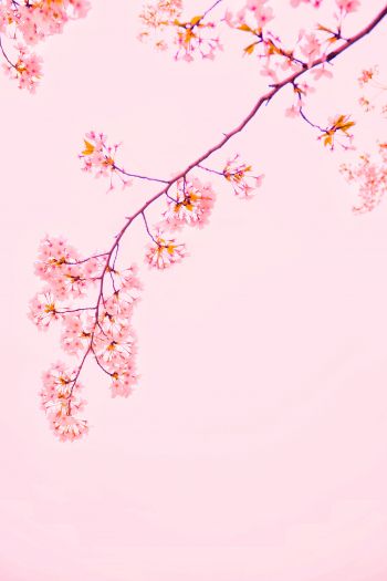 bloom, petals Wallpaper 640x960