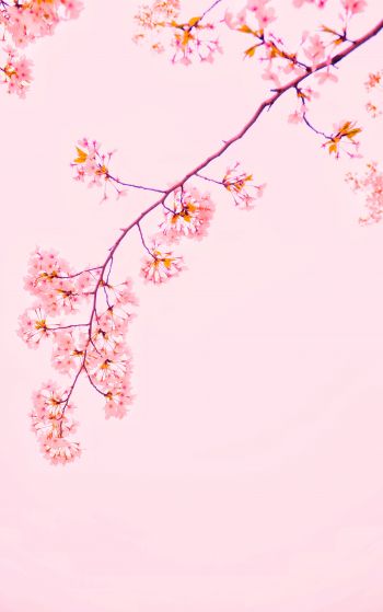 bloom, petals Wallpaper 1752x2800