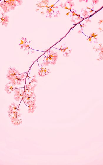 bloom, petals Wallpaper 1600x2560