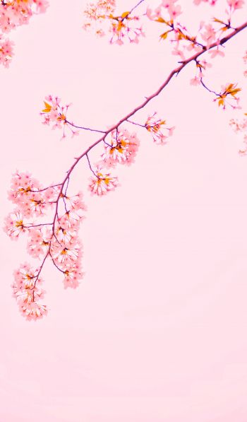 bloom, petals Wallpaper 600x1024