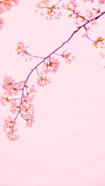 bloom, petals Wallpaper 640x1136