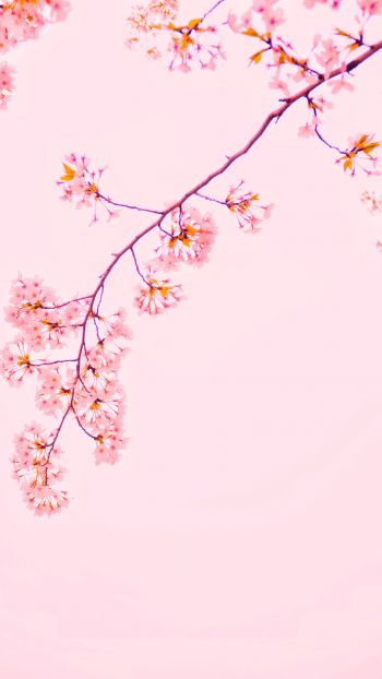 bloom, petals Wallpaper 1440x2560