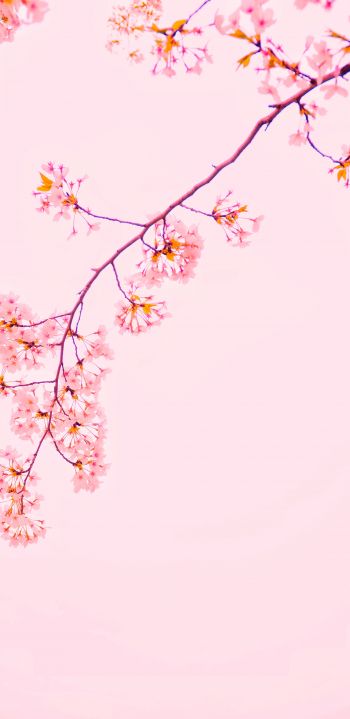 bloom, petals Wallpaper 1440x2960