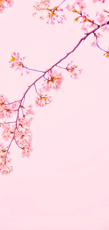 bloom, petals Wallpaper 1080x2280