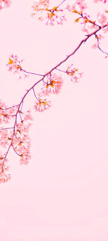 bloom, petals Wallpaper 1080x2400